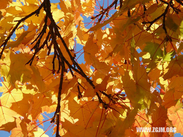 夢見擦鞋上的泥污_周公解夢夢到擦鞋上的泥污是什麼意思_做夢夢見擦鞋上的泥污好不好_周公解夢官網