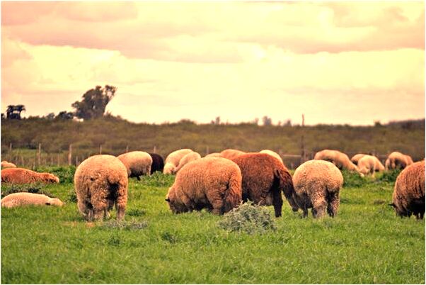 夢到好多魚咬腳怎么樣_周公解夢官網
