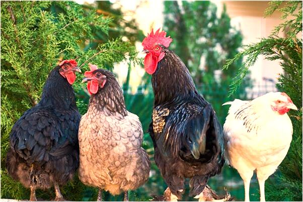 夢到了想買魚讓別人搶先買意味著什麼_周公解夢官網