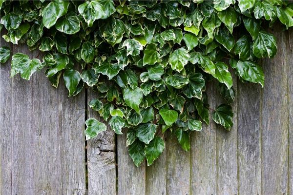 夢見常青藤:家中常青,幸福安康_周公解夢