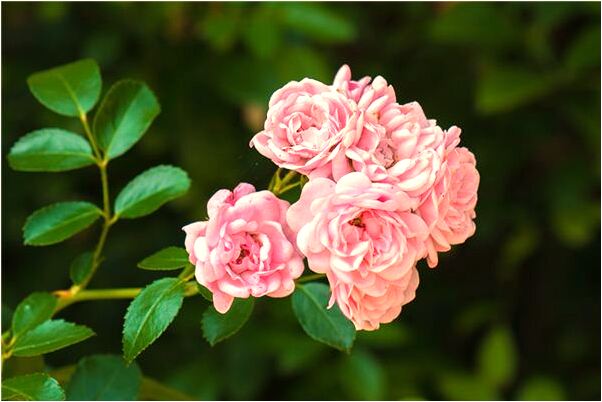 夢到了母親的骨灰盒就放在家裡了是啥意思_周公解夢官網