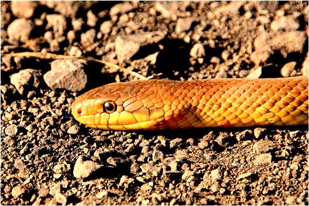 夢到了到李嘉誠家做客會有什麼預兆_周公解夢官網