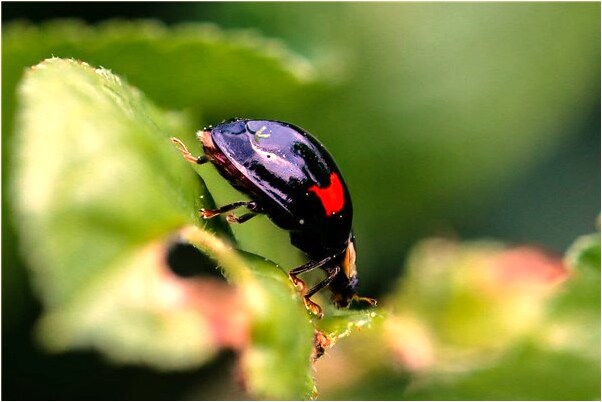 夢見有人幫我打針的預兆_周公解夢官網