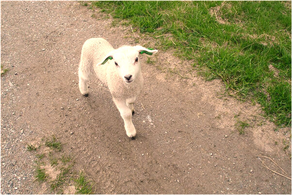 夢到流水落水被救是好事還是壞事_周公解夢官網