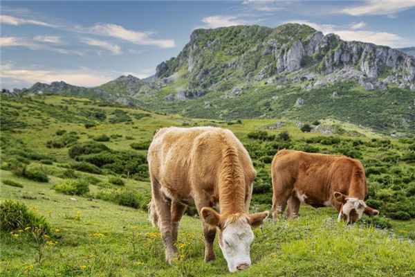 85年不同時間生性格_十二生肖