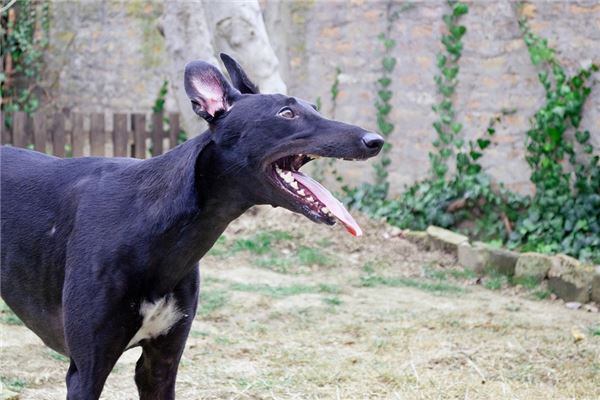 孕婦夢見黑狗咬手_周公解夢 孕婦夢見黑狗咬手是什麼意思_孕婦夢見黑狗咬手好不好_周公解夢官網