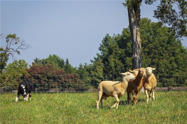 夢見吃羊雜是什麼預兆_周公解夢