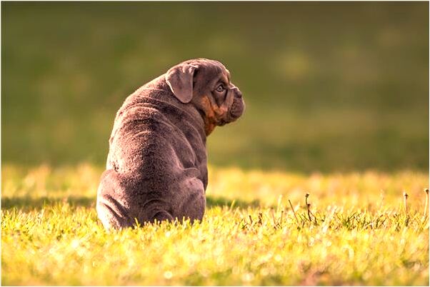 夢見打小孩被爺爺趕出家門的預兆_周公解夢官網