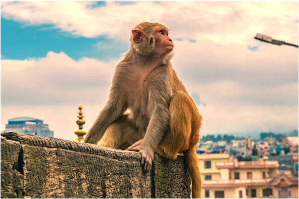 夢到蠍子把兒子蜇了有什麼意義嗎_周公解夢官網