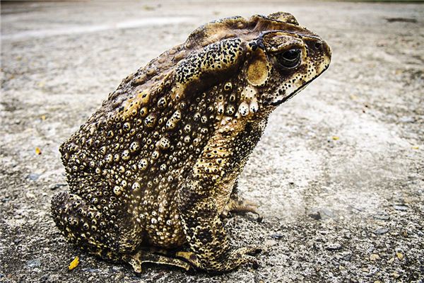 夢見癩蛤蟆_周公解夢