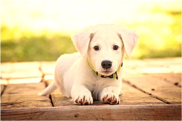 夢見有人替自己出頭是凶兆還是吉兆_周公解夢官網