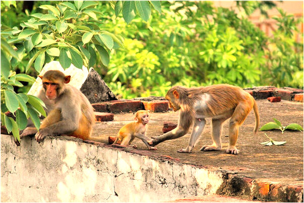 夢見有家人被謀財害命是什麼意思_周公解夢官網
