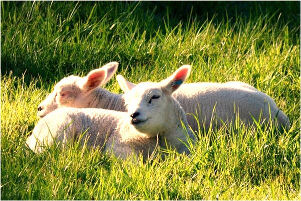 夢到家人變鬼追自己會怎么樣_周公解夢官網