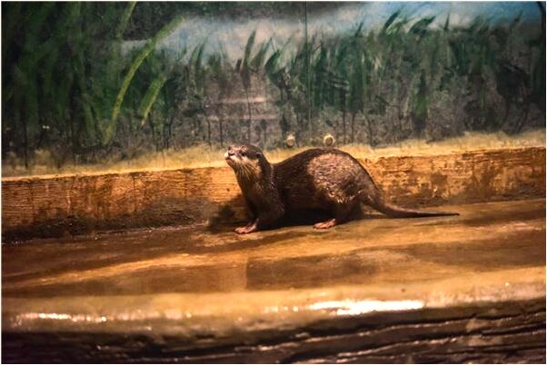 夢到寶寶張嘴要吃好不好_周公解夢官網