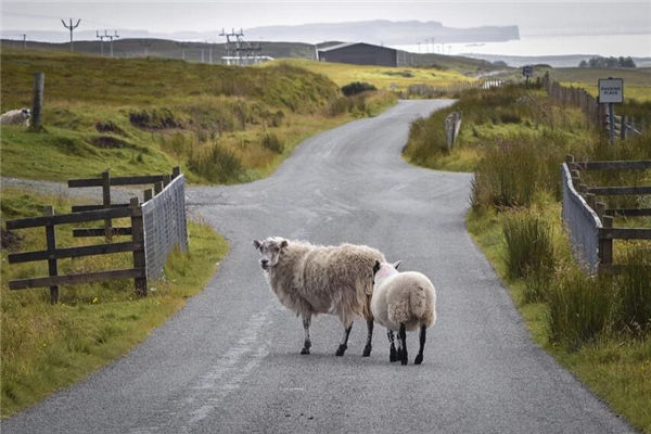 1979年1月出生屬羊的性格怎樣_十二生肖