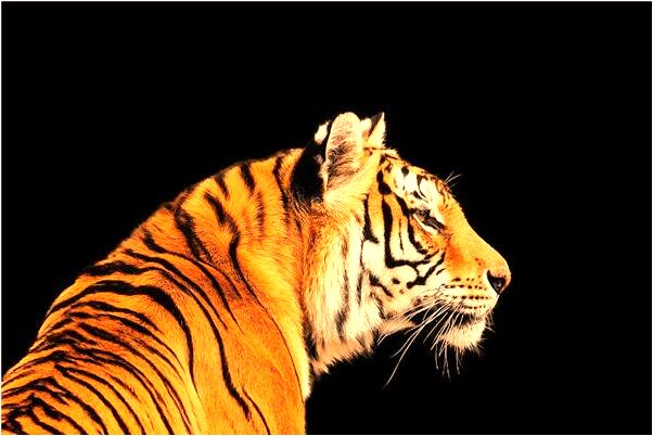 夢到了老公拉了很多尿在床上代表著什麼？_周公解夢官網