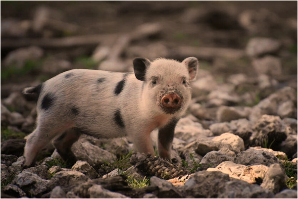 夢見發生槍戰是怎么回事_周公解夢官網