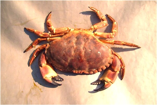 夢見認識的男同學抱著我有什麼意思嗎_周公解夢官網