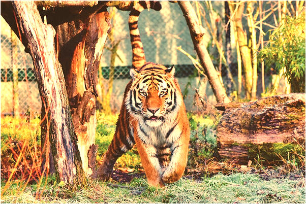 夢見小黑蛇咬別人是什麼兆頭_周公解夢官網