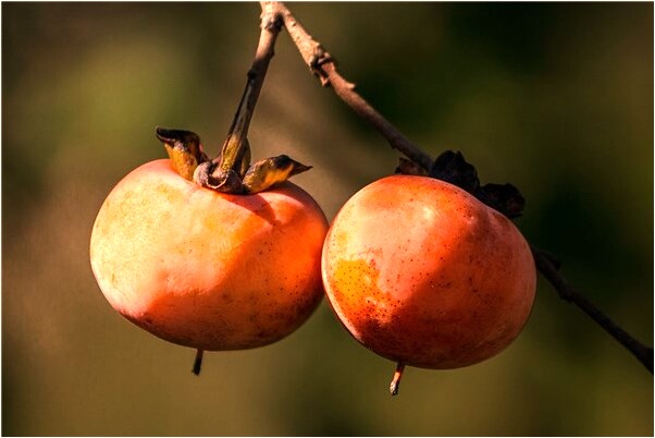 夢到了在路上有一老頭強摸我胸部有什麼意思嗎_周公解夢官網