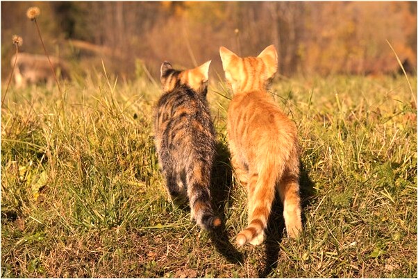 夢到自己喜歡男朋友以外的人怎么回事_周公解夢官網