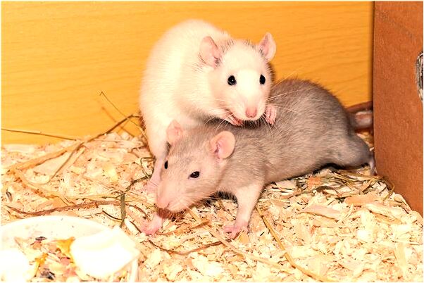 夢見和冷戰的姐妹和好有何寓意_周公解夢官網