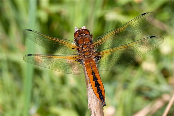 夢見蜻蜓:蜻蜓群飛,好運將至_周公解夢