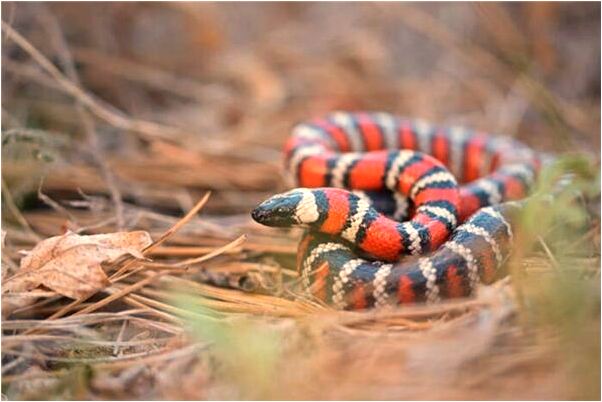 夢到了車門打不開會有什麼預兆_周公解夢官網