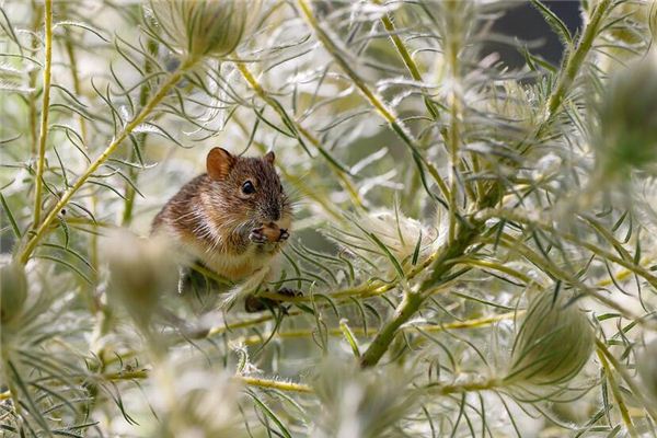 屬鼠女人21年多大了有桃花嗎_十二生肖