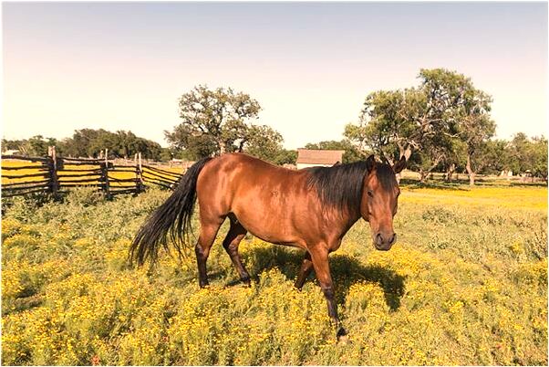 夢見墳頭有鳳凰是凶兆還是吉兆_周公解夢官網
