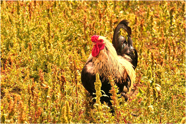 夢見家裡衛生間水管漏水代表著什麼？_周公解夢官網
