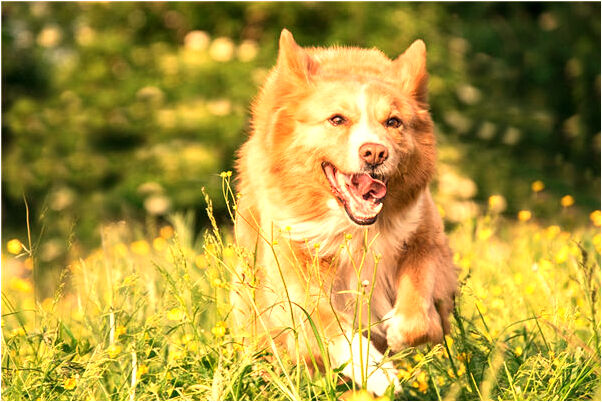 夢到了房子下面有豬是什麼兆頭_周公解夢官網