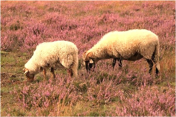 夢到開班車是凶兆還是吉兆_周公解夢官網