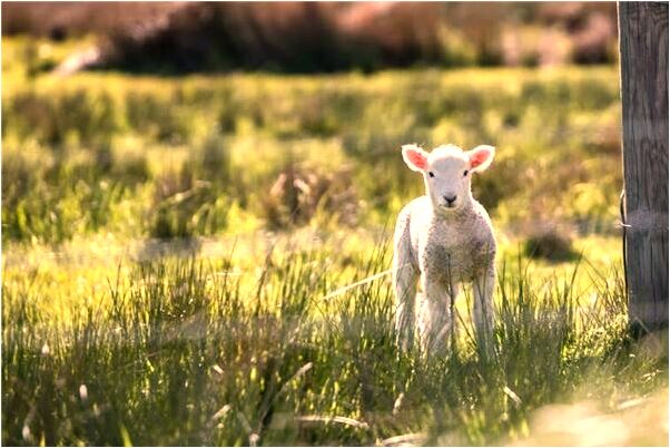 夢見買房賺錢啥意思_周公解夢官網
