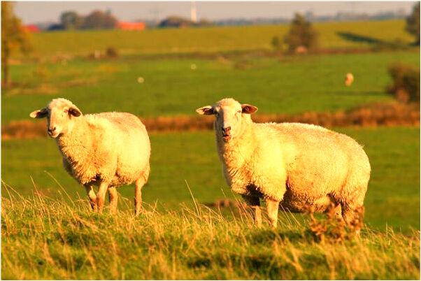 夢見九條龍盤在樹枝上有什麼預兆_周公解夢官網