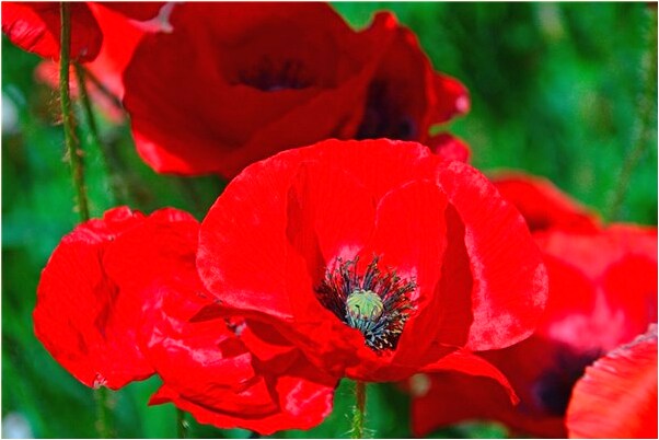 夢到了前夫給我看照片意味著什麼_周公解夢官網