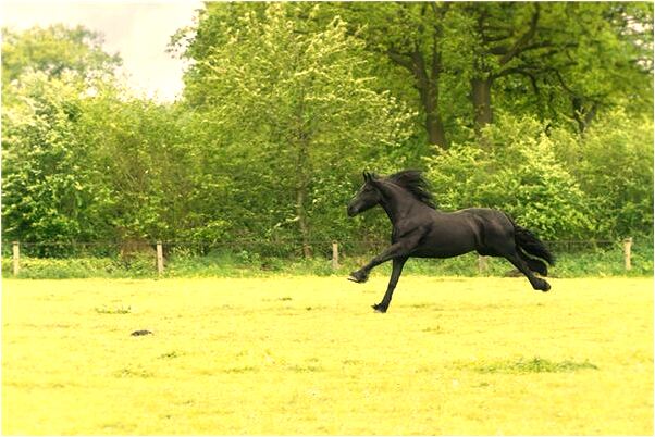 夢到了累死牛是好事還是壞事_周公解夢官網