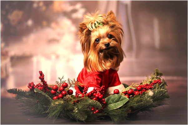 夢到了自己牙上下帶牙套一起摘下是什麼兆頭_周公解夢官網