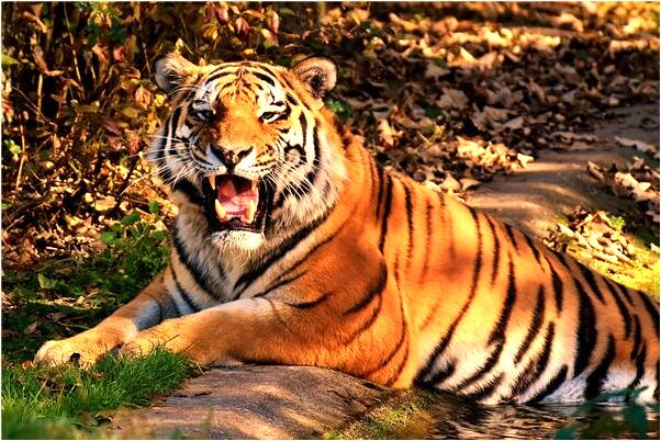 夢到李宜靜是好的徵兆嗎_周公解夢官網