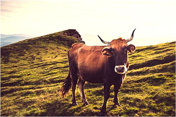 夢見掉手機找不到有什麼說法_周公解夢官網