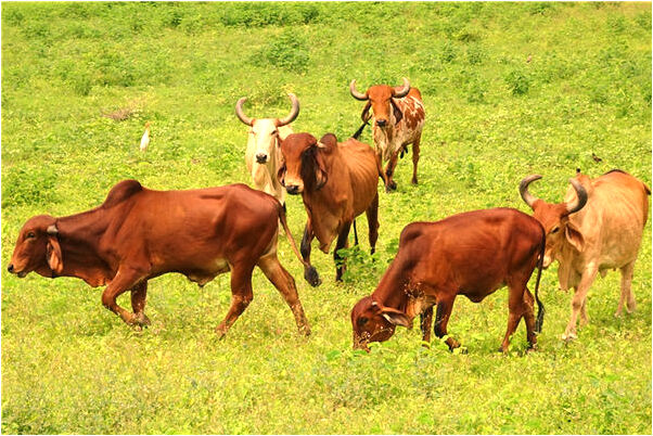 夢見奶奶賣驢肉是不是好的徵兆呢_周公解夢官網