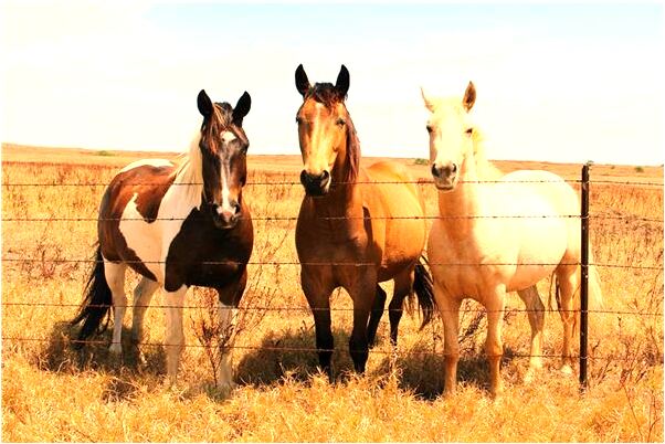 夢到了偶像向女友表白什麼預兆_周公解夢官網