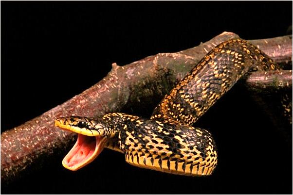 夢到和家人一起上共公澡堂有什麼意思嗎_周公解夢官網