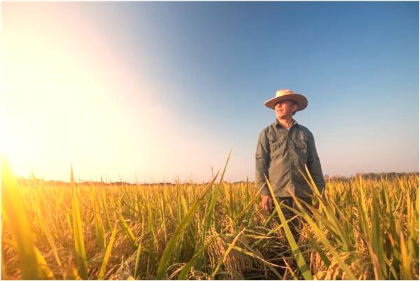 夢到大而黑且渾身長刺的魚會怎么樣_周公解夢官網
