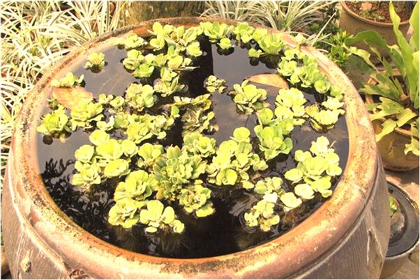 夢到了自已會變出蝴蝶是啥意思_周公解夢官網