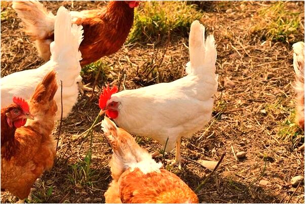 夢到背著妻子是什麼預兆_周公解夢官網