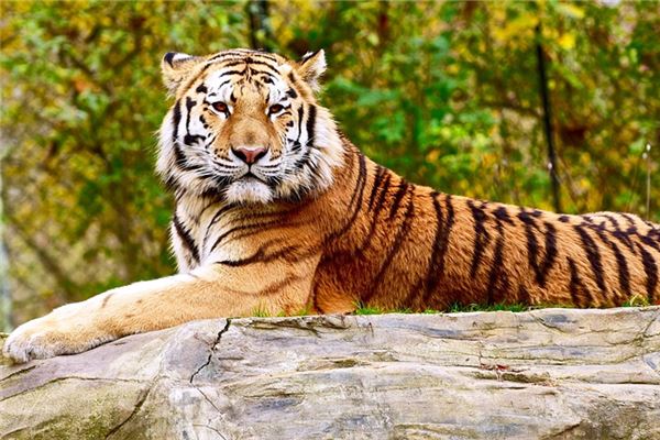 86年出生屬什麼的_十二生肖