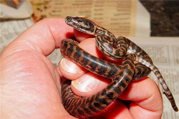 夢到了銀環蛇意味什麼_周公解夢