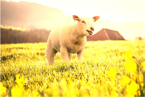 夢到一顆牙碎了會怎么樣_周公解夢官網