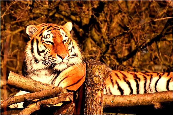 夢到掉到了糞坑裡的預兆_周公解夢官網